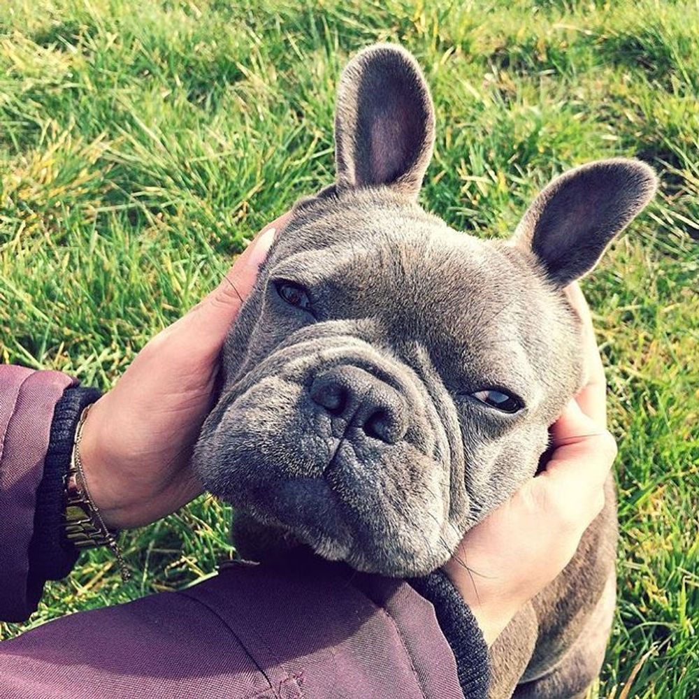 Frenchie Face