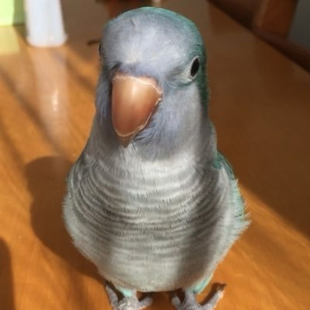 dino