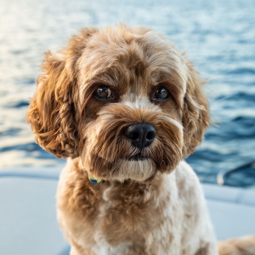 Barking Murman