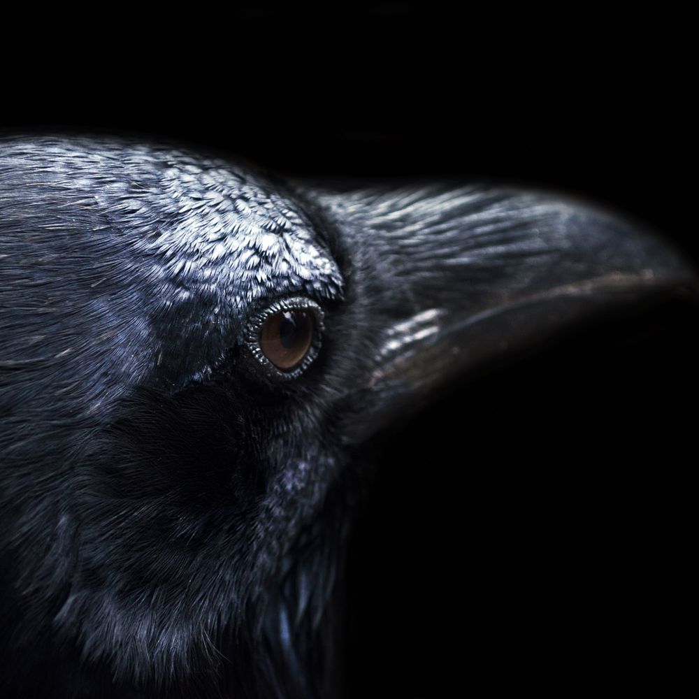 The Raven