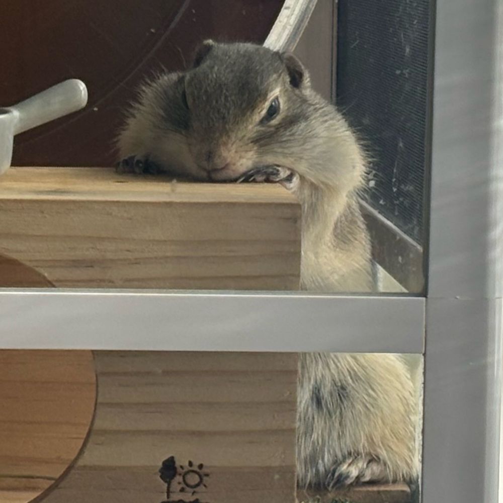 ʕʘ‿ʘʔ