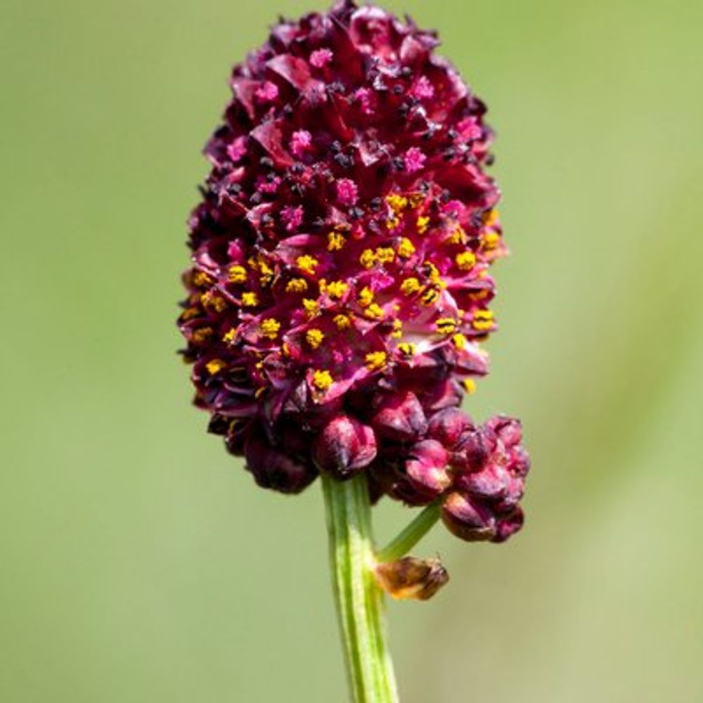 Floodplain Meadows Partnership