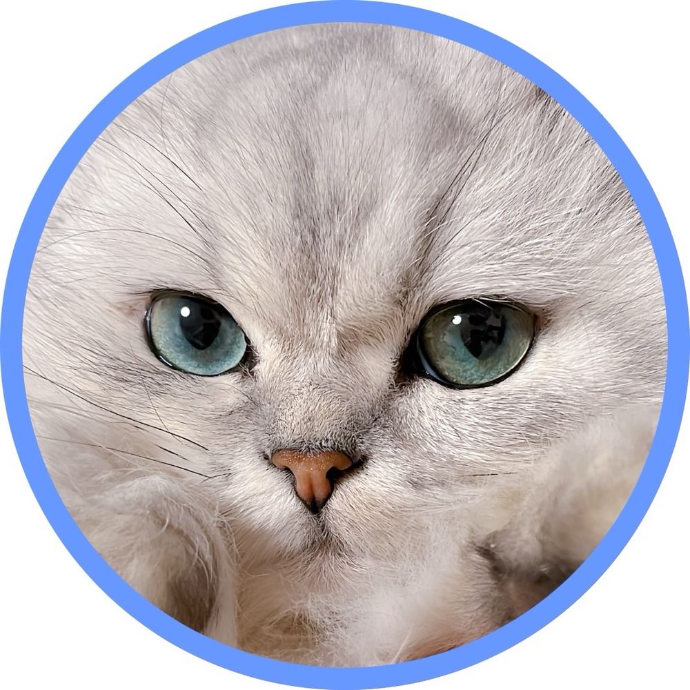 ルル猫@Prince Cat🐈