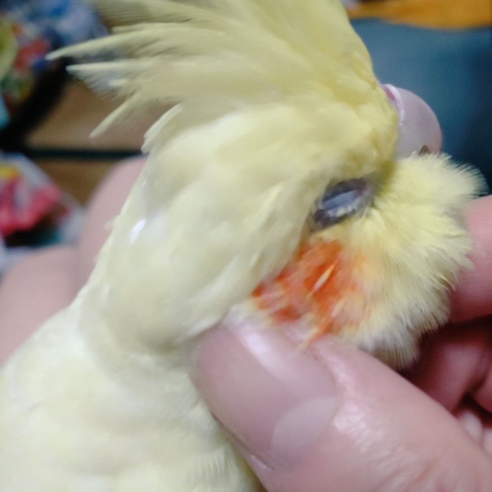 ここなつ☮インコ党