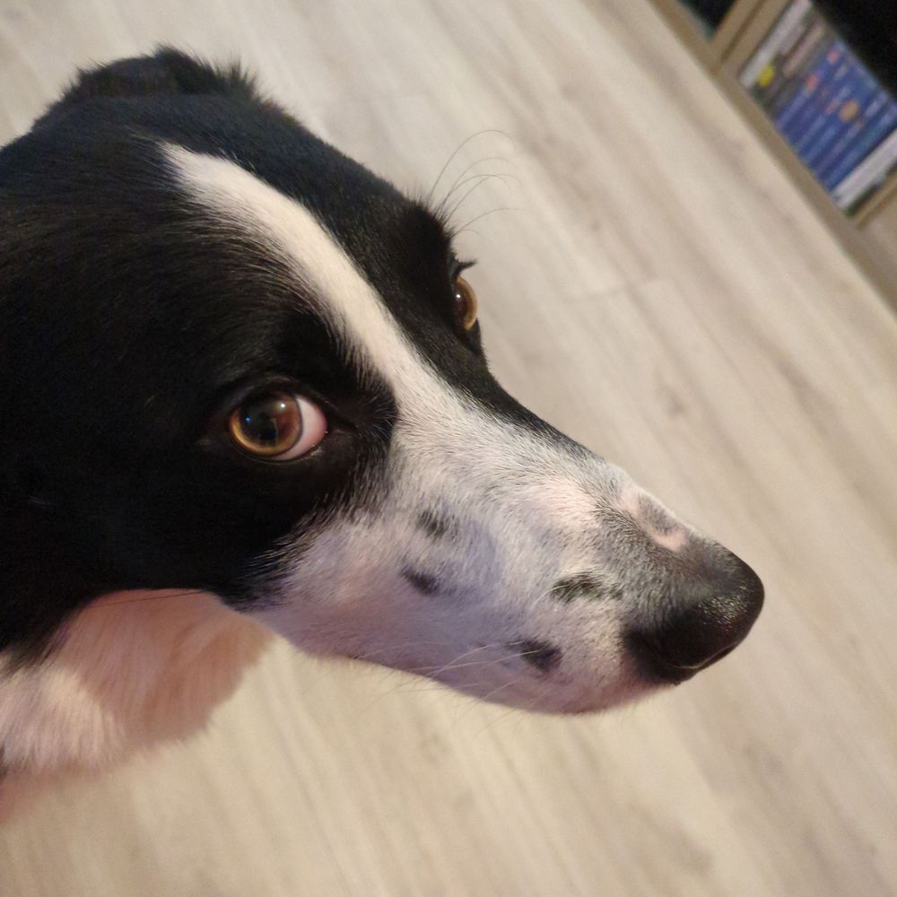 Just a dog named remy