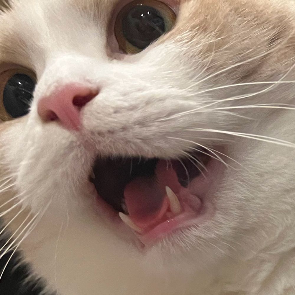 のあ