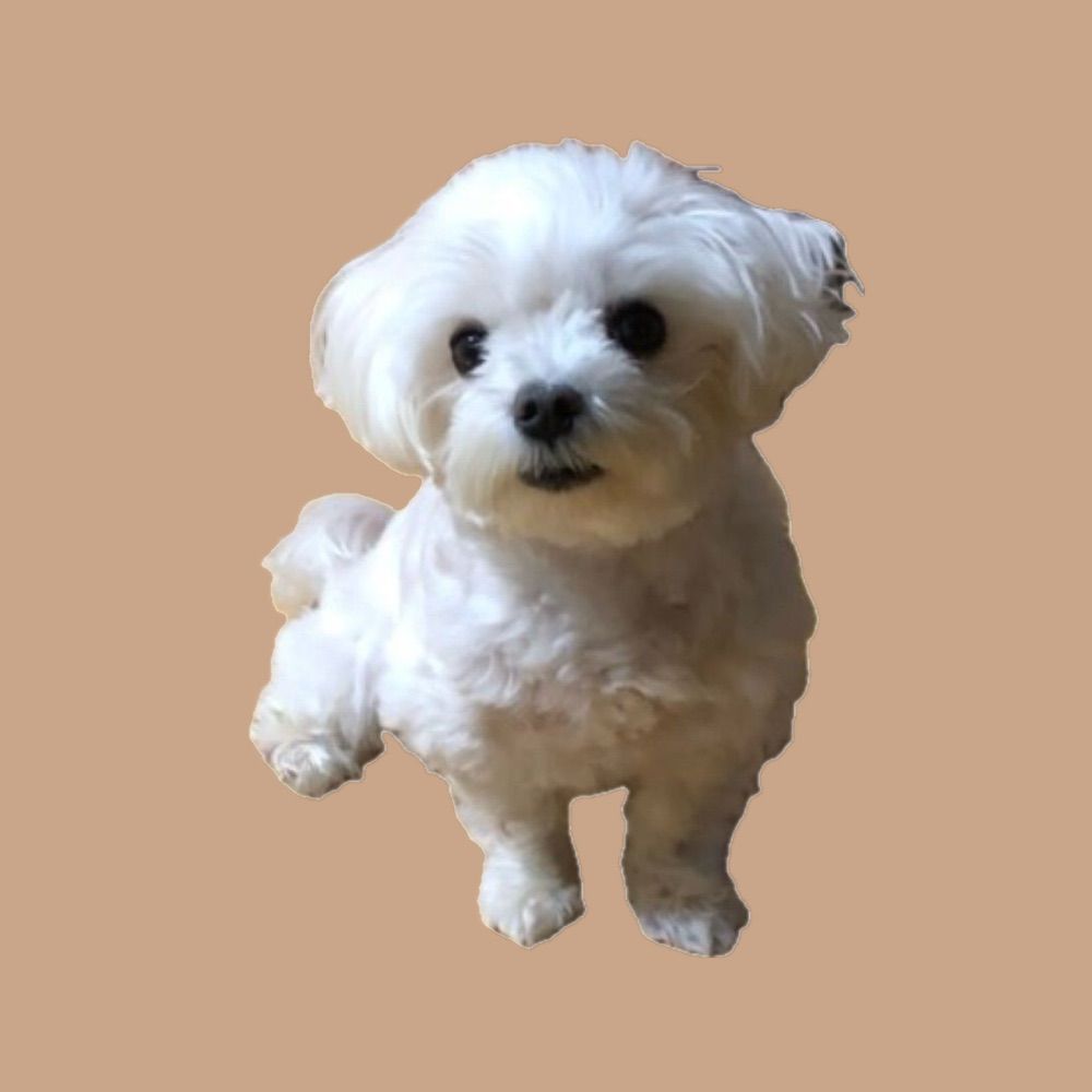 shirino