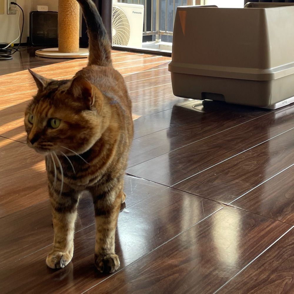 ExtraterestiCat