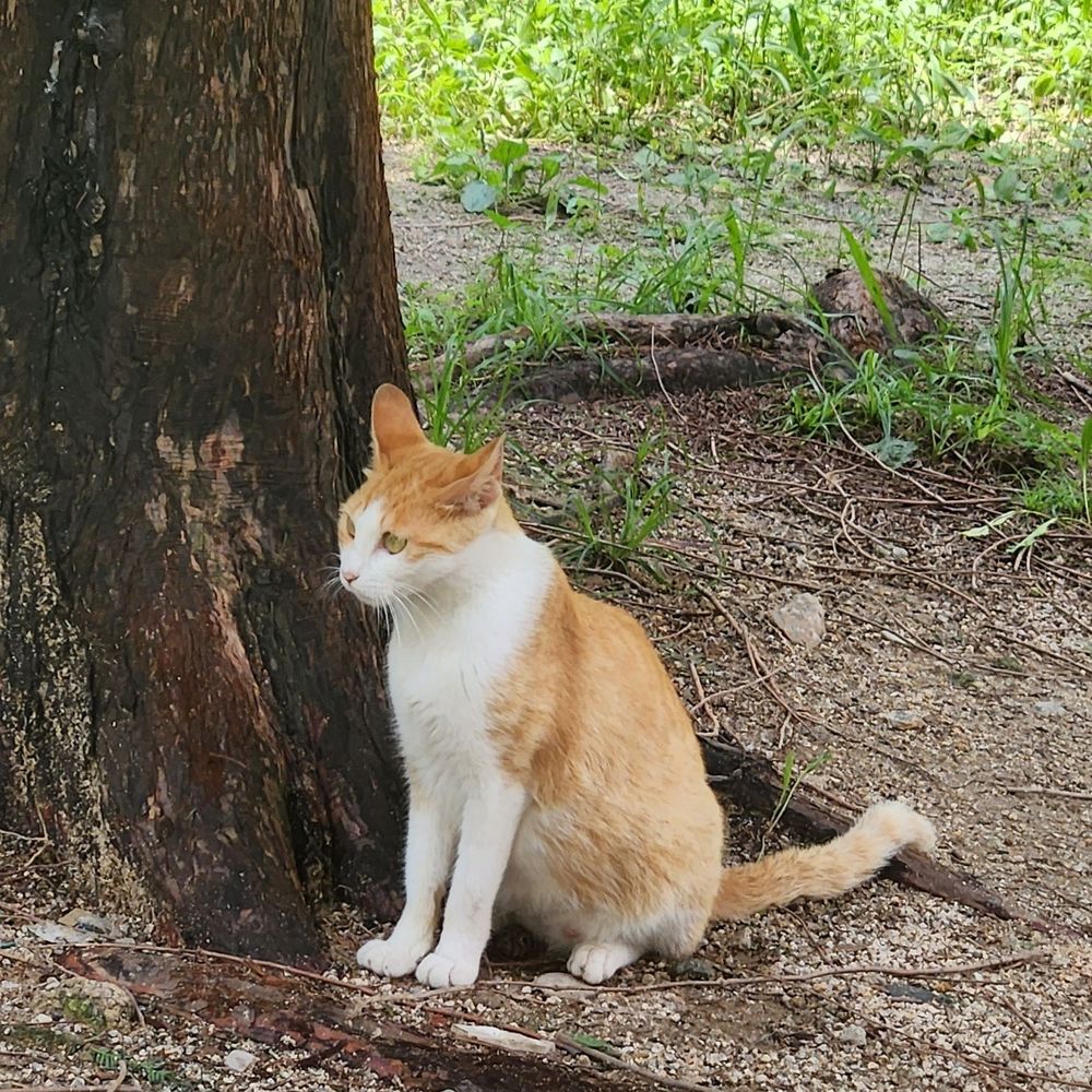코야디