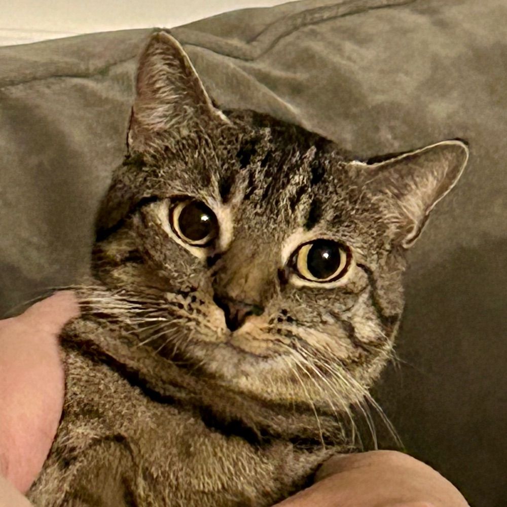 Ursa_Cat