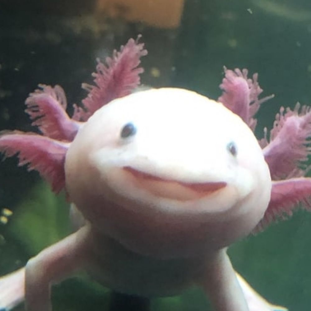 Zesty Axolotl