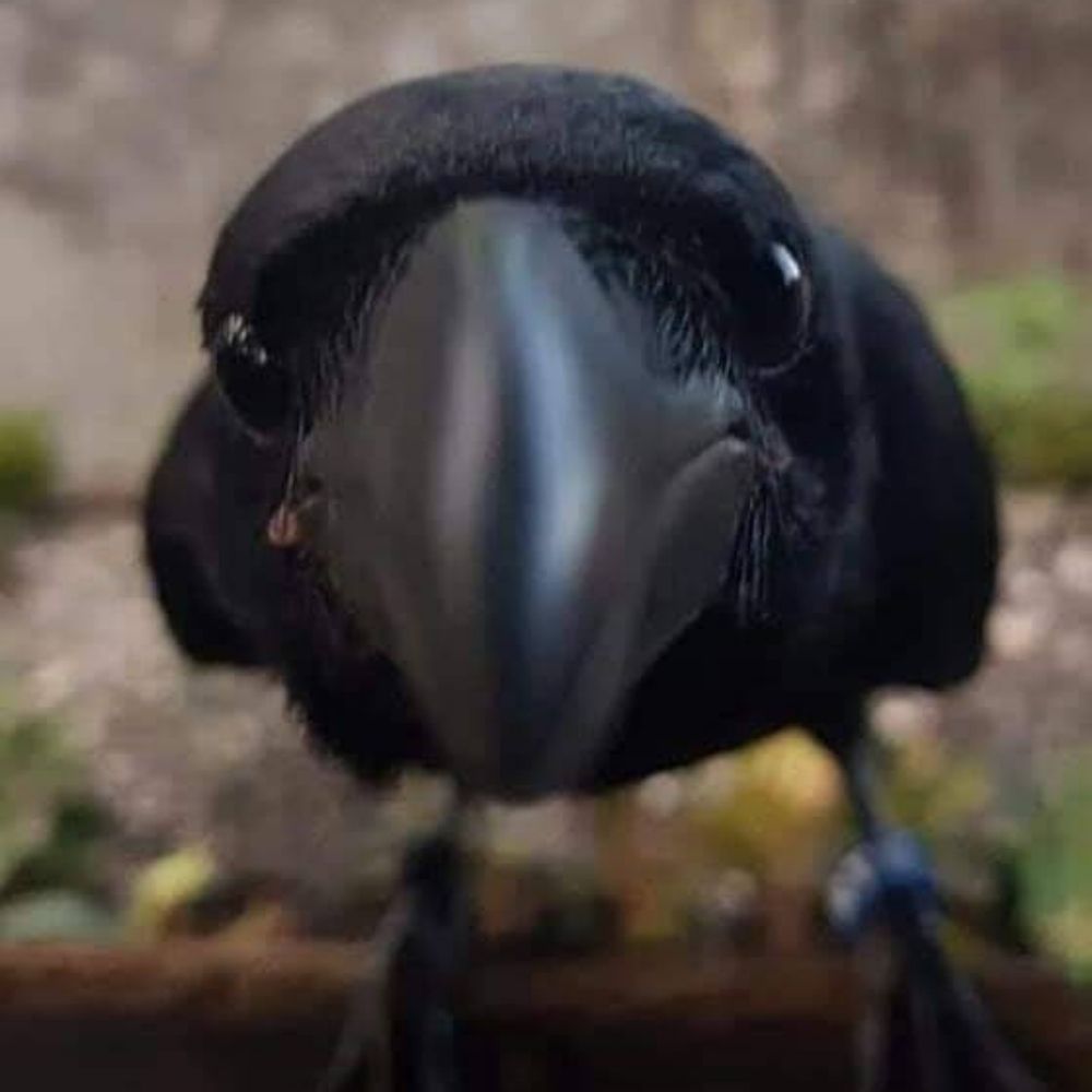 Holo 🐦‍⬛ 🖤