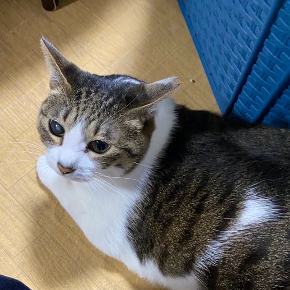 カパカパ