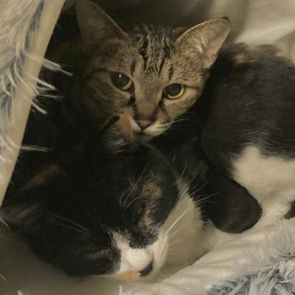 ねこねこ写真館