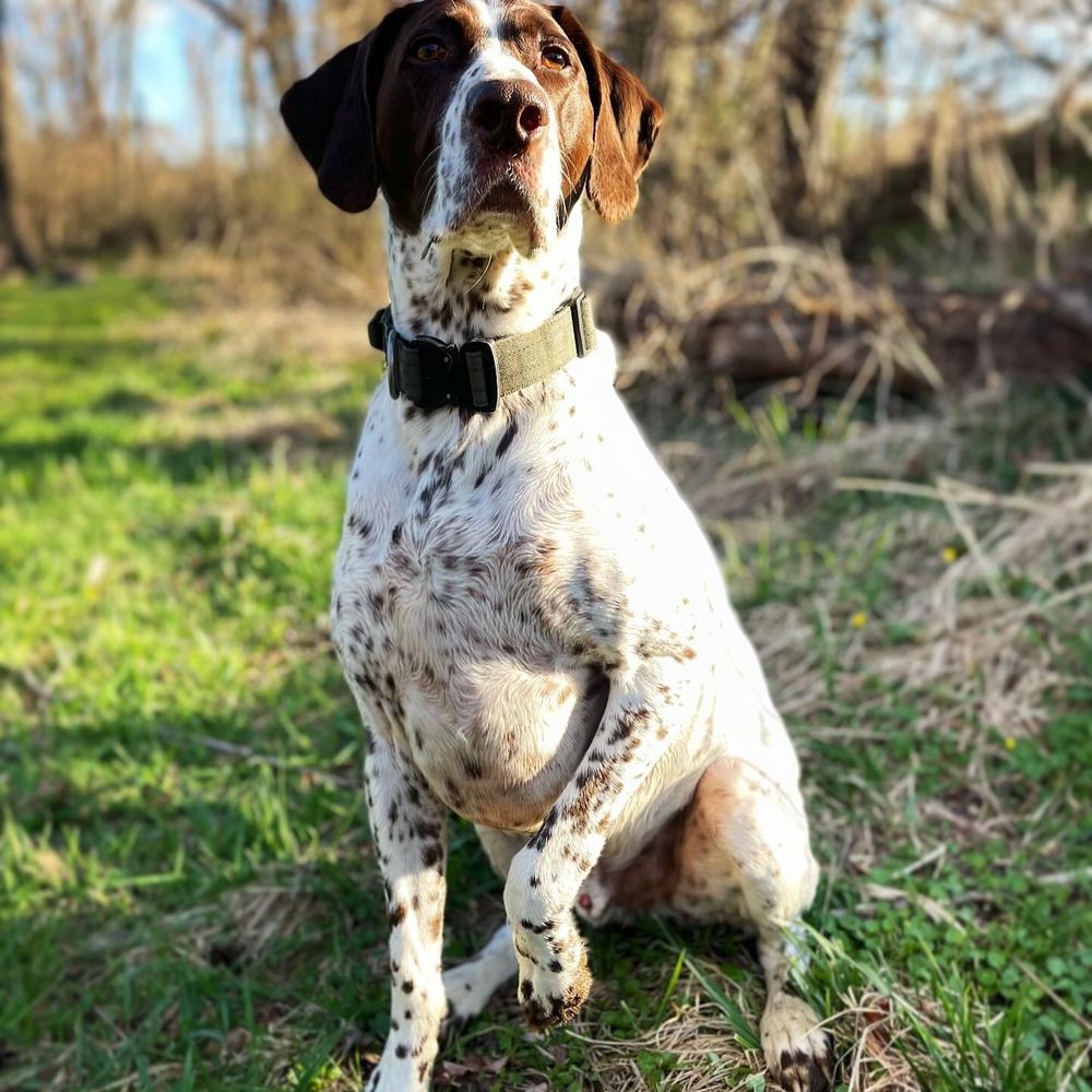 Allen Dupree | German Shorthaired Pointer Lover