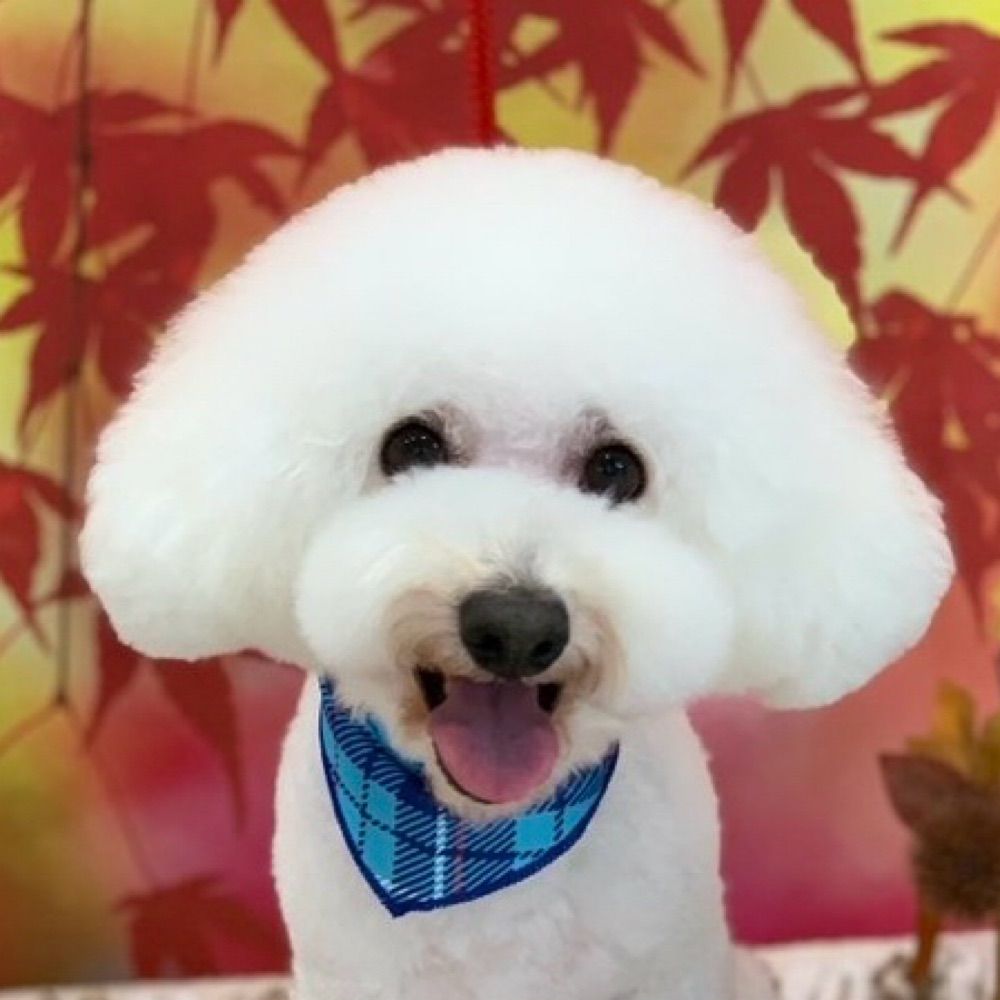 Profile picture poodletime.bsky.social