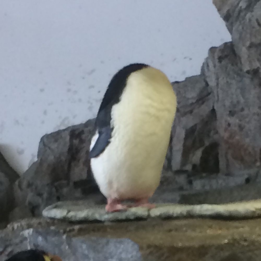 モンロー