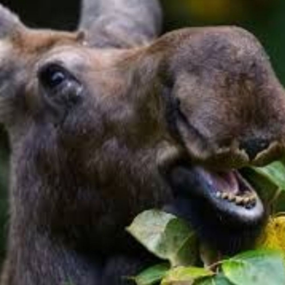 Mad𝕄oose