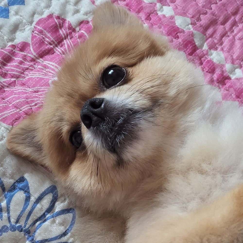 나부