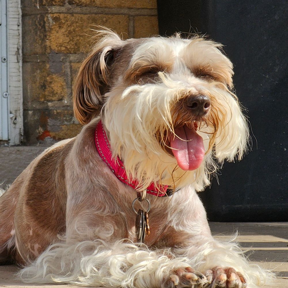 Schnauzer Tales (& nubs)
