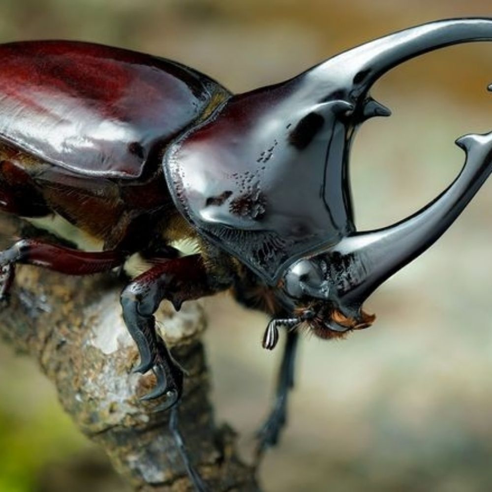 bug