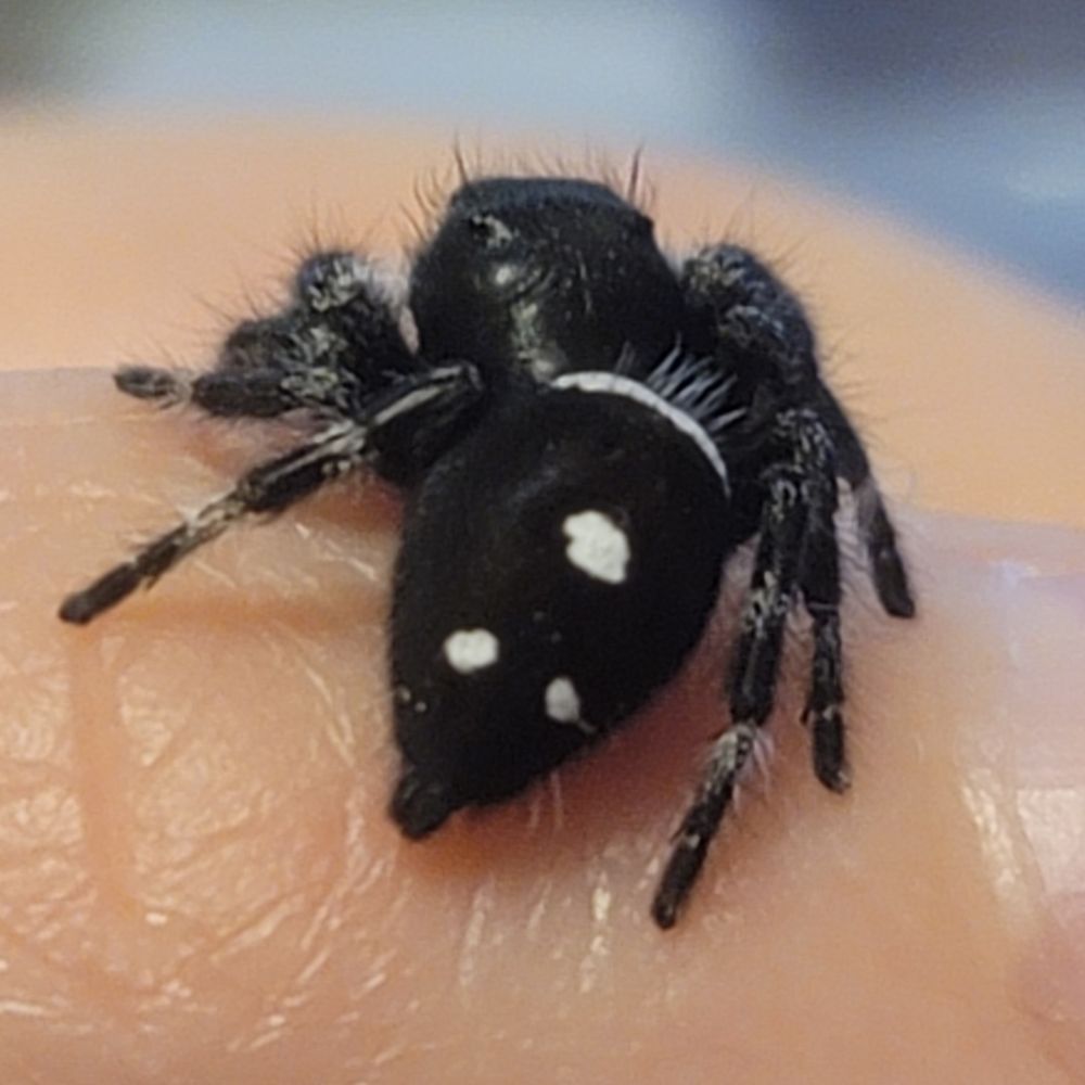 Spider Buttleton