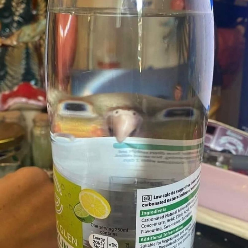 Tipsygear