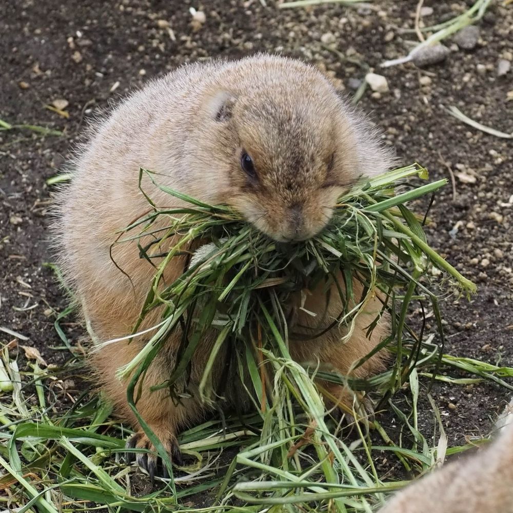 蘭