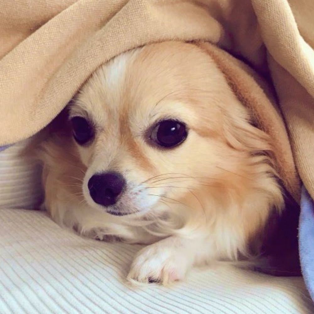 このはなさくや