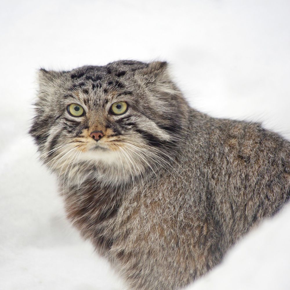 manulcat