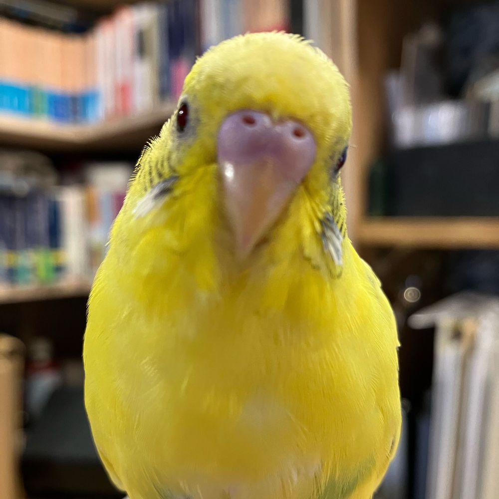 ドクターしみず