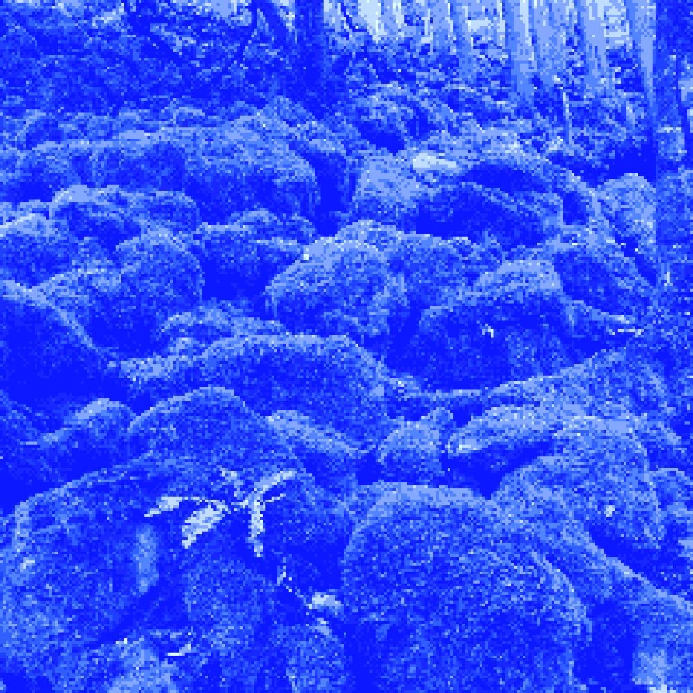 nijisousaku