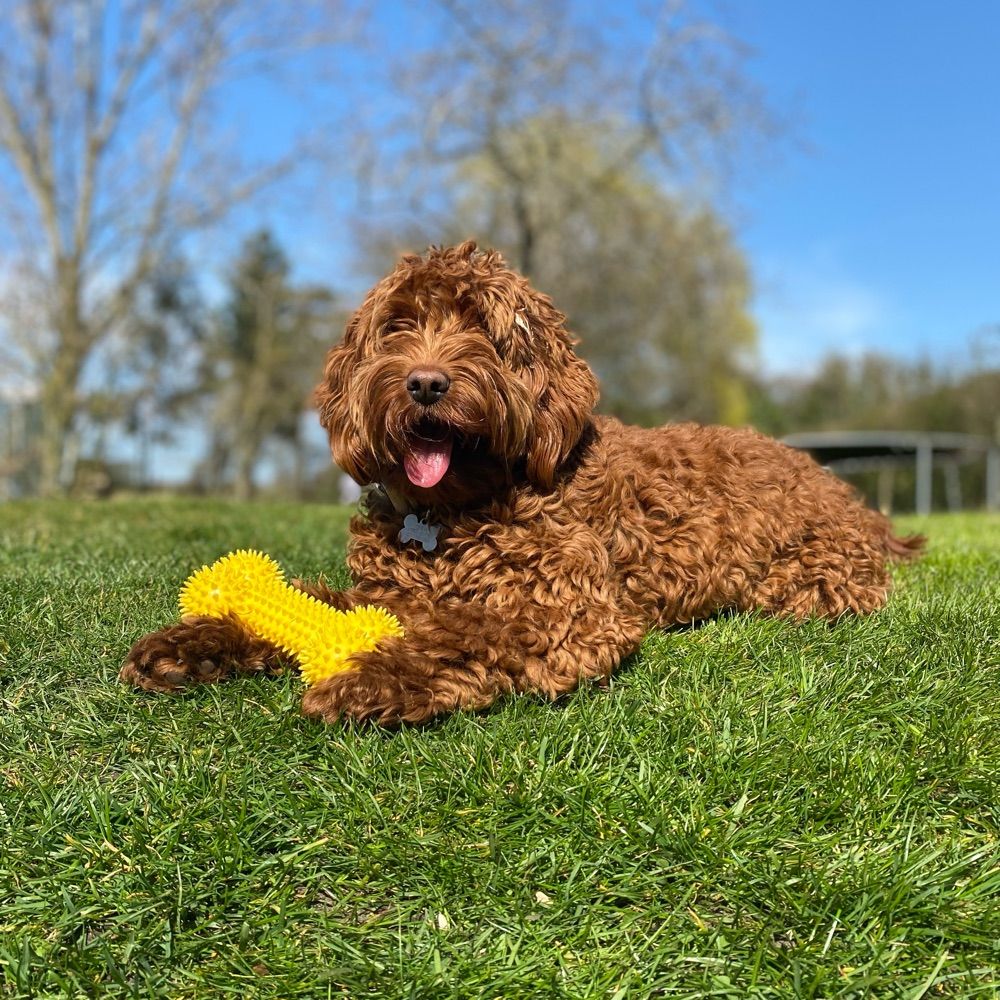 Phoebe