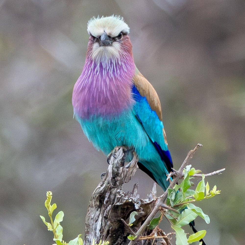 Autistic_Birder