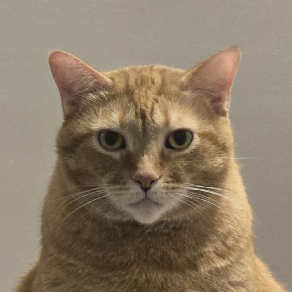 nik