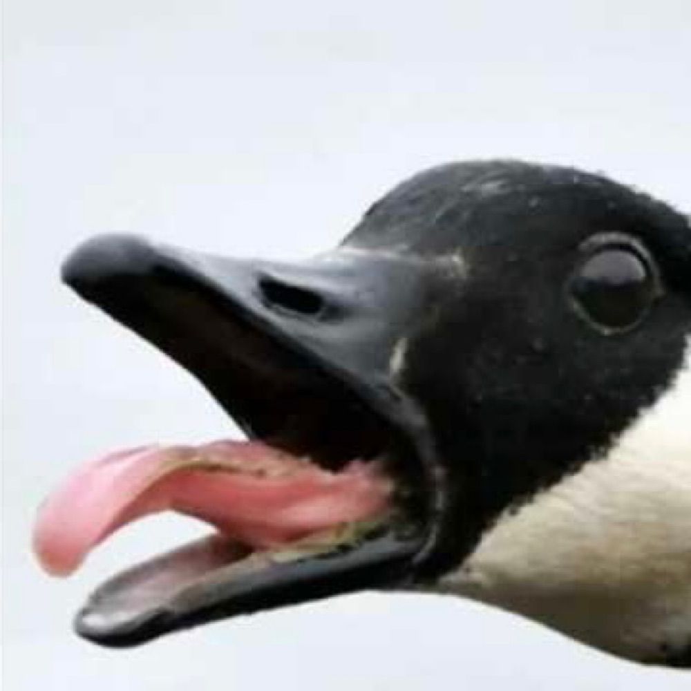 Not a Duck
