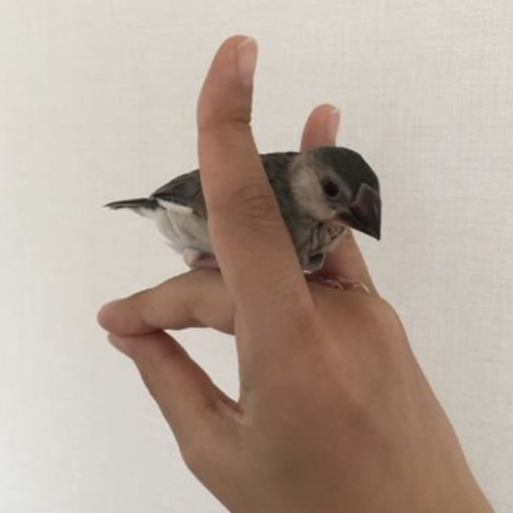 おどい