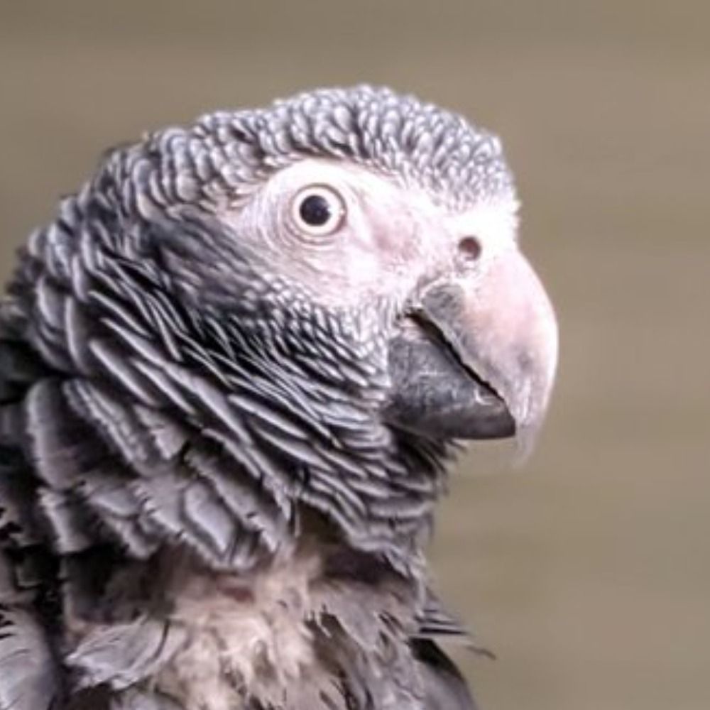 Grendel Grey