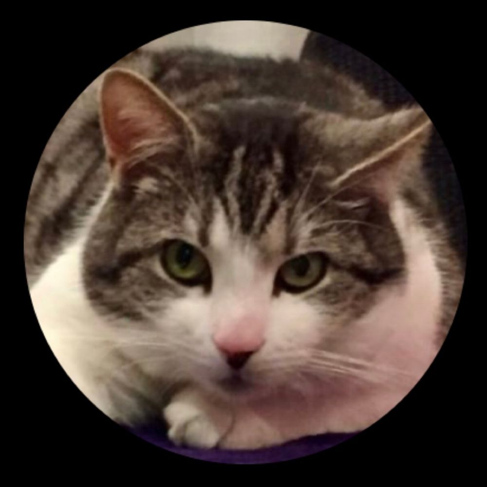 Wayne the Cat