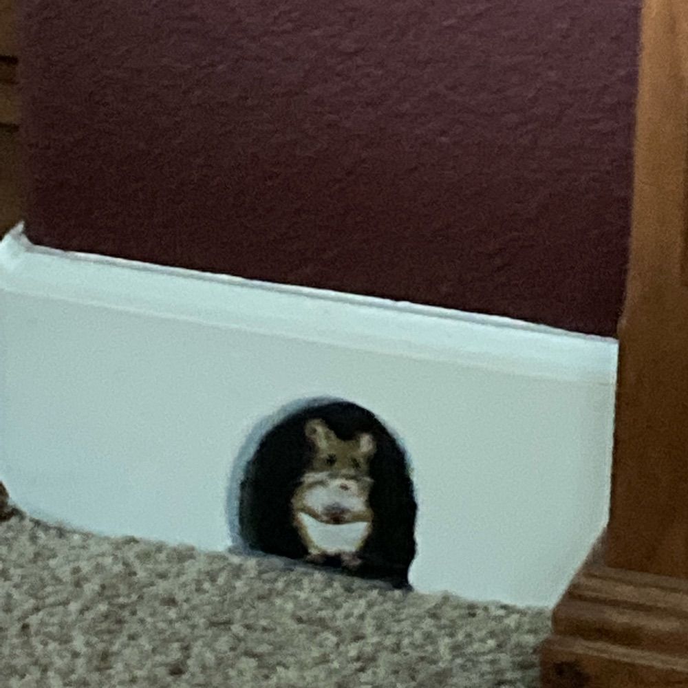 Fastest Mouse