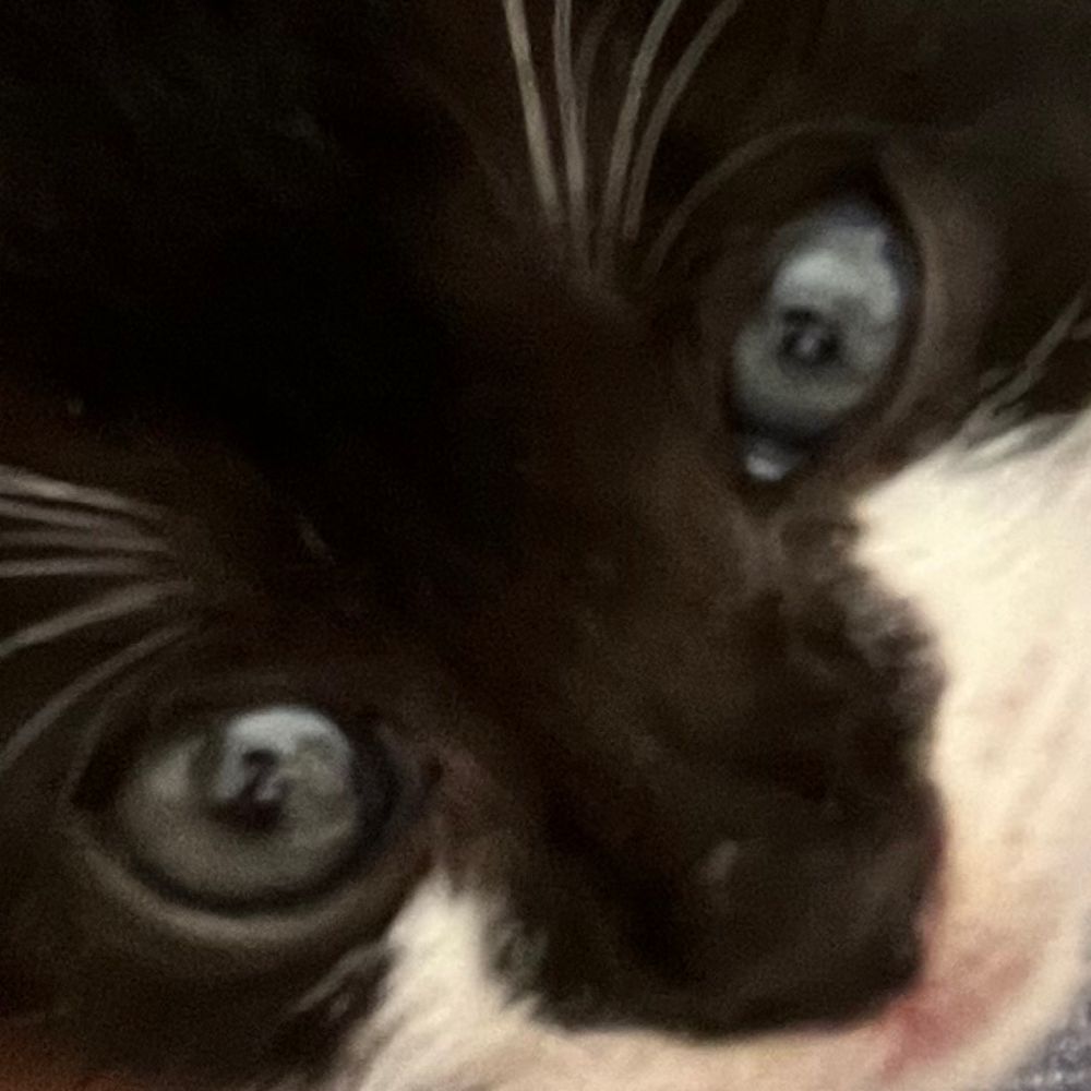 哲学する青猫