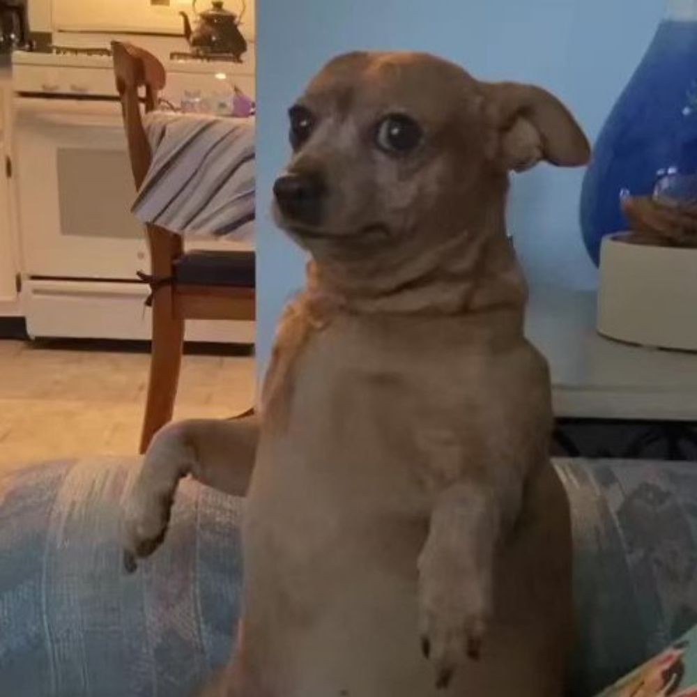Igur 