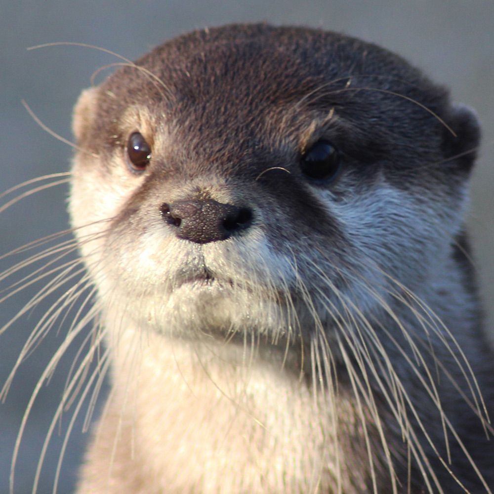 otterdisdain.bsky.social on Bluesky