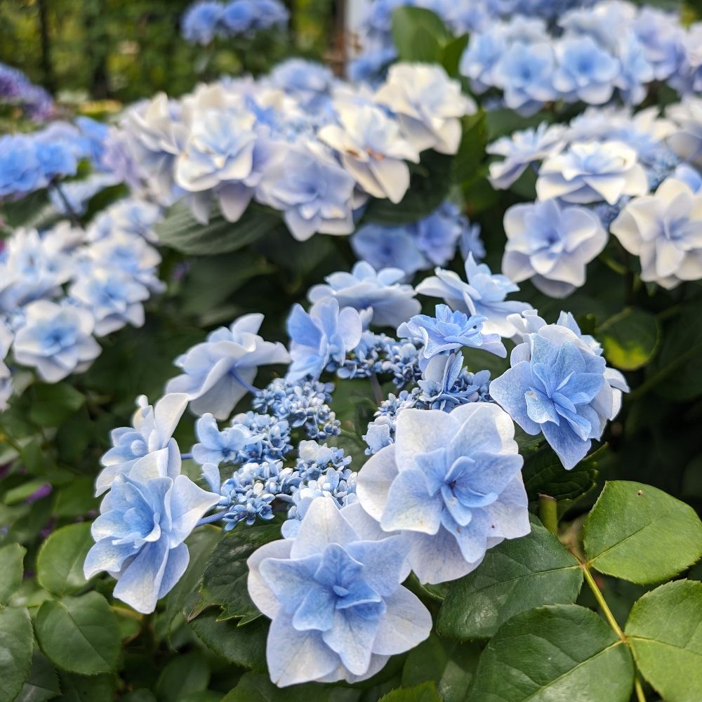 水浅葱