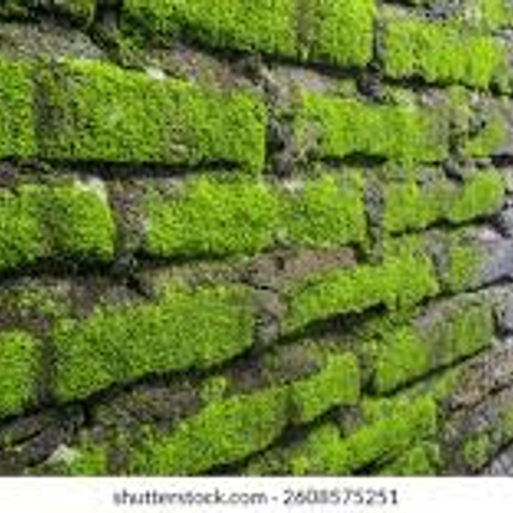 17 mossy bricks shutterstock.com