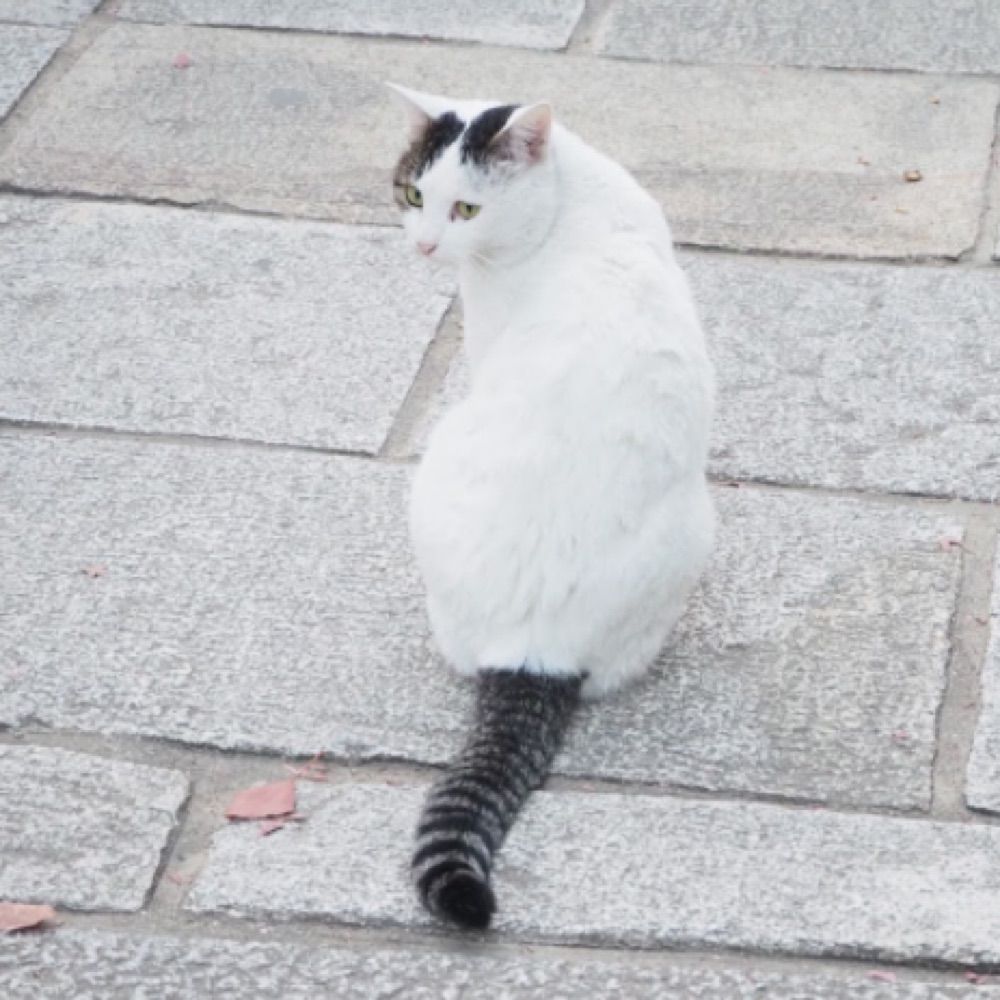 つくね