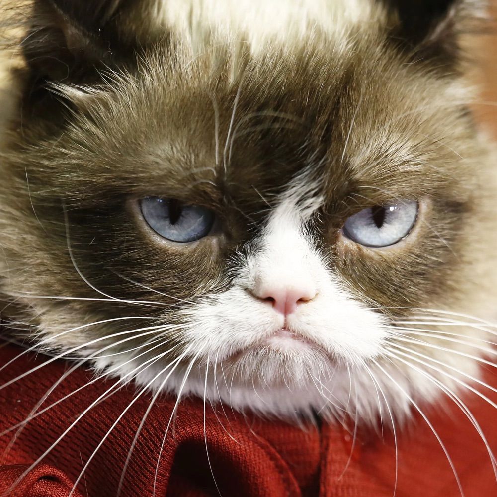 The Grumpy Journalist