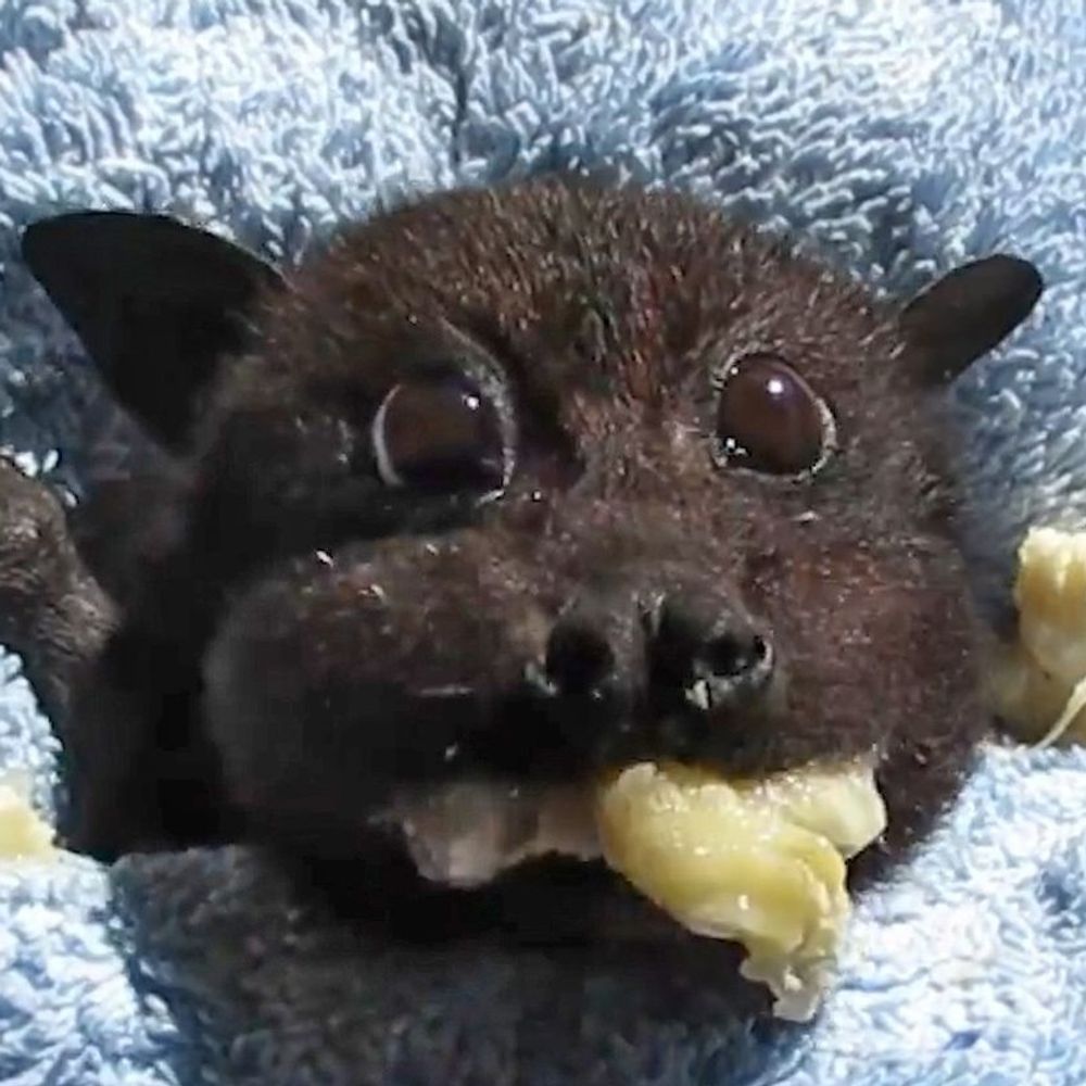PixiGeko