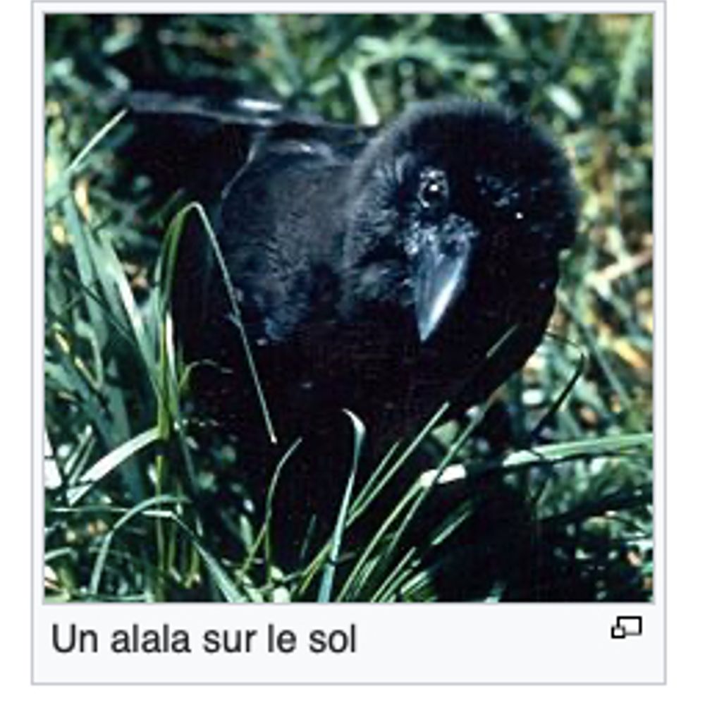 Pere Guyorti