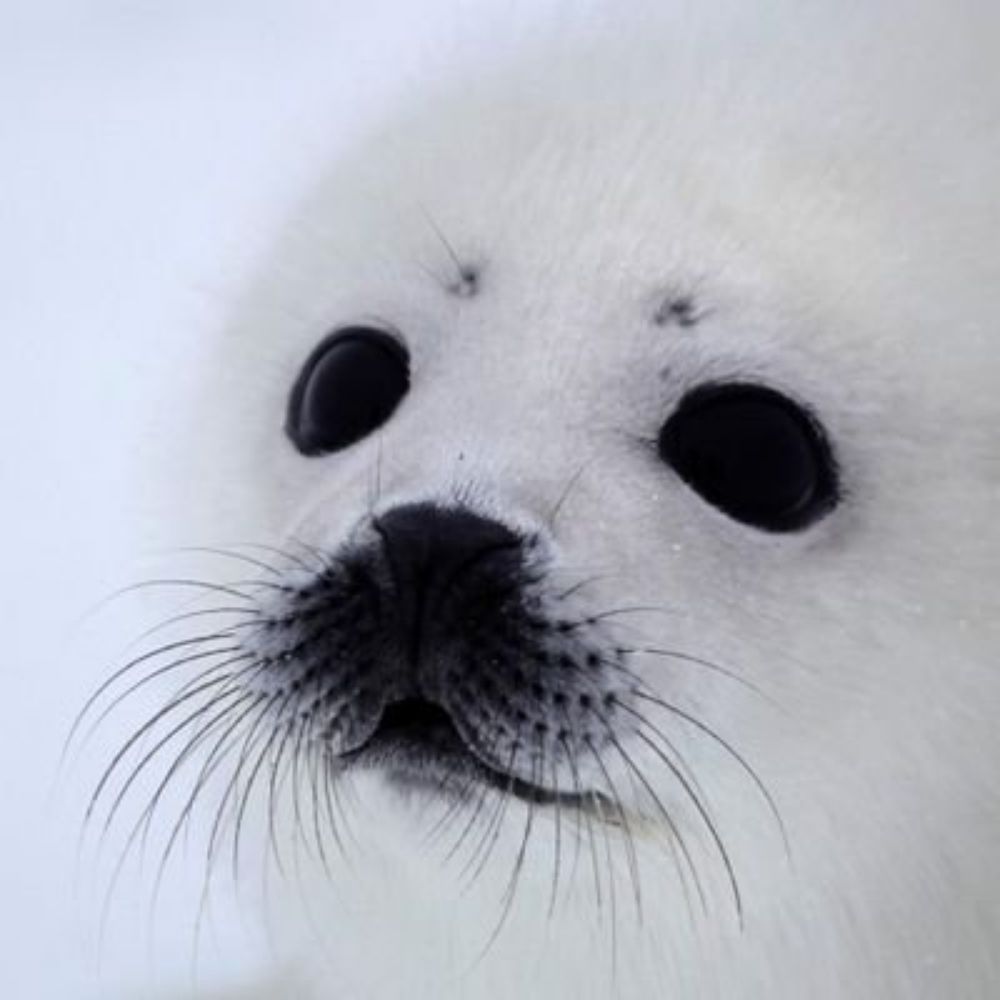 Seals N' Giggles OOC